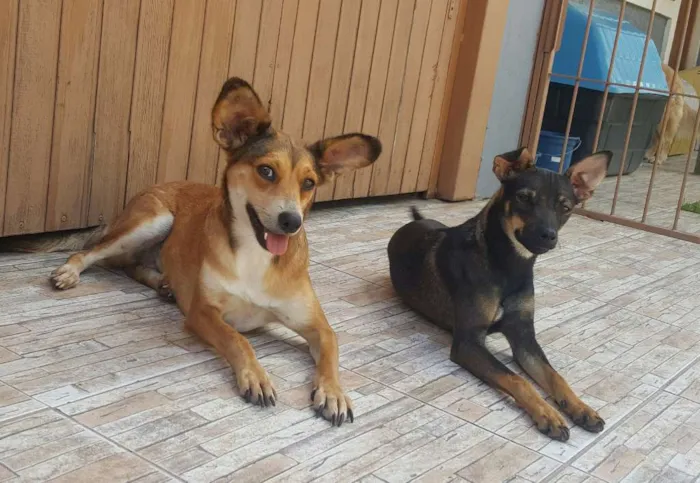 Cachorro ra a SRD idade 2 a 6 meses nome Pernalonga 