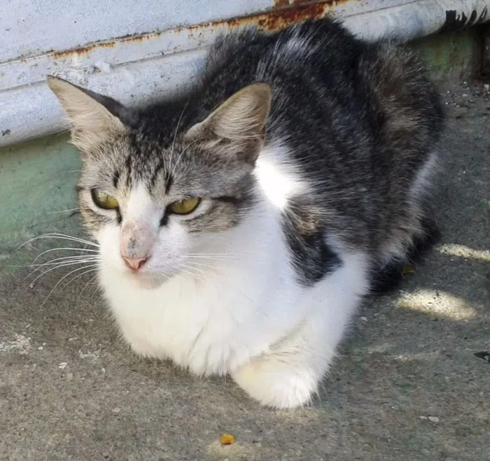 Gato ra a SRD idade 2 a 6 meses nome Rajadinha
