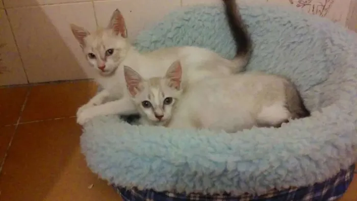 Gato ra a SRD idade Abaixo de 2 meses nome Bebês