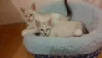 Bebês