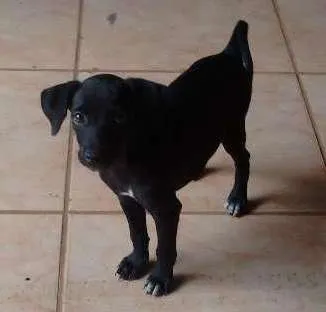 Cachorro ra a Vira lata idade Abaixo de 2 meses nome Malloy