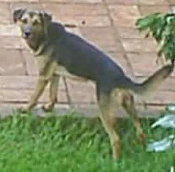 Cachorro raça SRD idade 6 ou mais anos nome NIKE e DORA