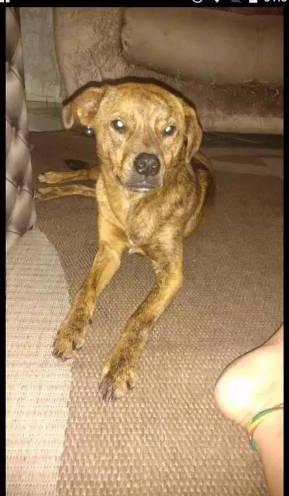 Cachorro ra a Vira lata  idade 2 anos nome Princesa