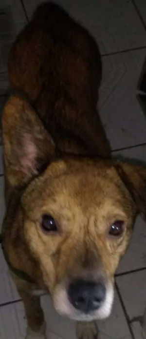 Cachorro raça Vira lata  idade 2 anos nome Simbinha 