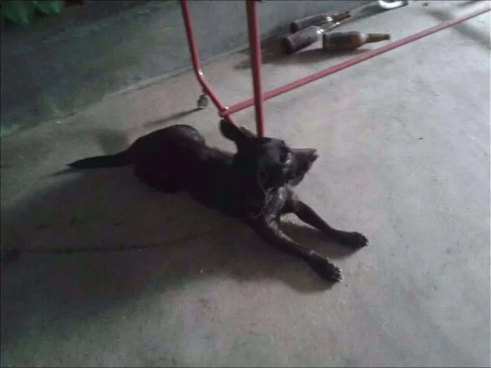 Cachorro ra a Labrador idade 3 anos nome Pretinho