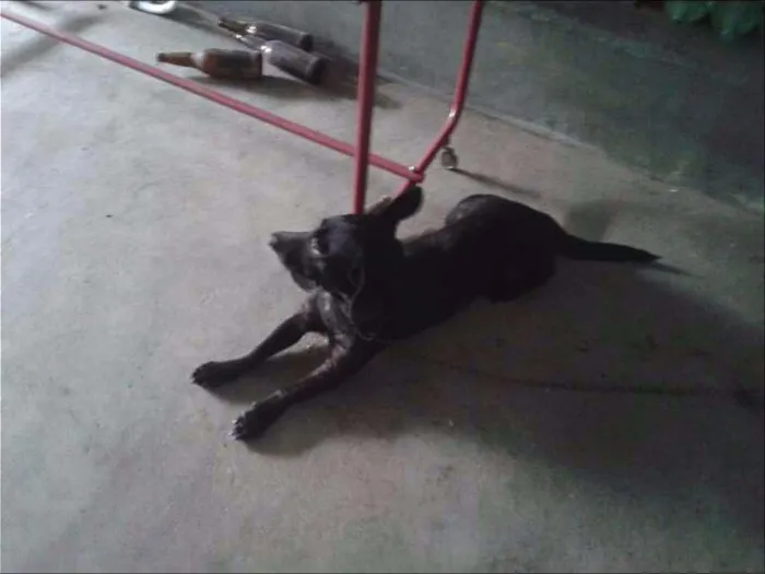 Cachorro ra a Labrador idade 3 anos nome Pretinho