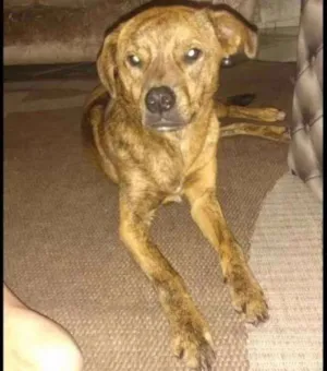 Cachorro raça Vira lata  idade 2 anos nome Princesa
