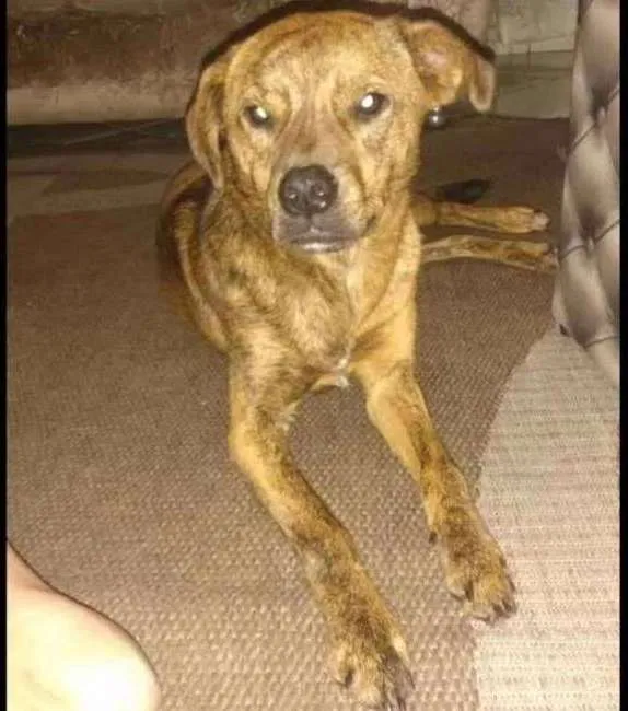 Cachorro ra a Vira lata  idade 2 anos nome Princesa