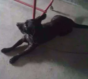 Cachorro raça Labrador idade 3 anos nome Pretinho
