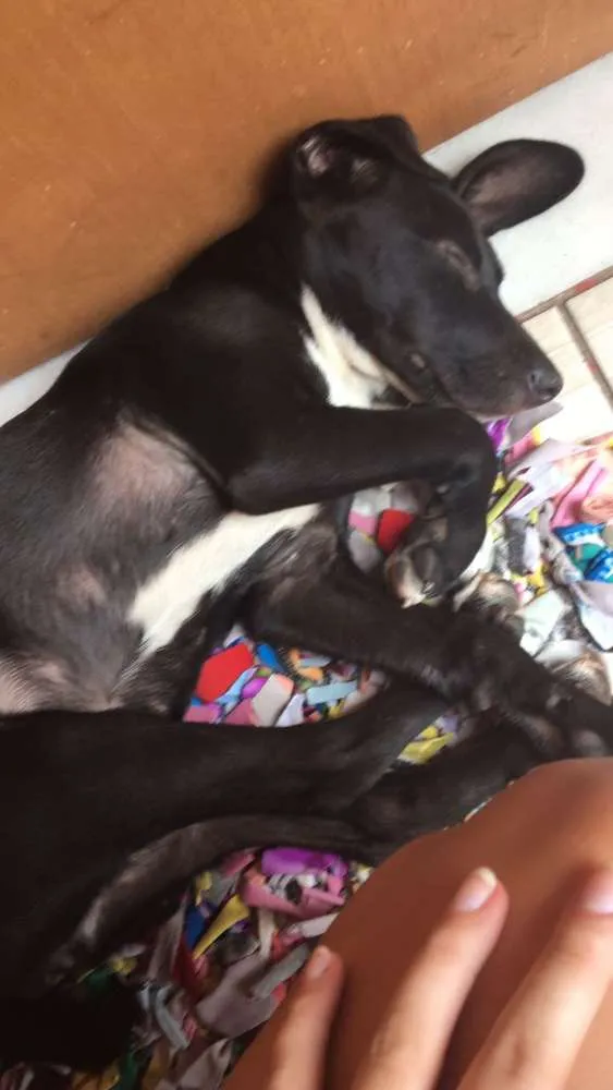 Cachorro ra a desconhecia idade 7 a 11 meses nome desconhecido