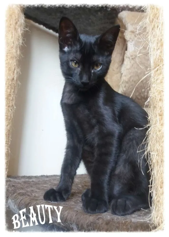 Gato ra a SRD idade 2 a 6 meses nome Timberbell