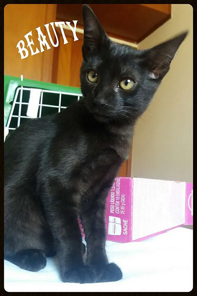 Gato ra a SRD idade 2 a 6 meses nome Timberbell