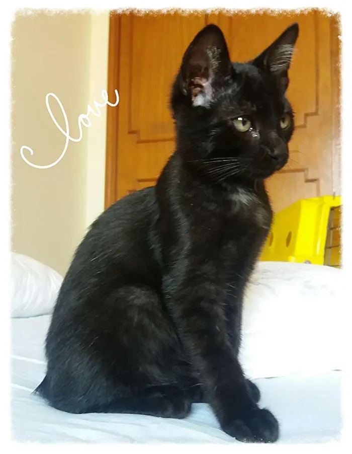 Gato ra a SRD idade 2 a 6 meses nome Timberbell