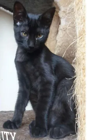 Gato raça SRD idade 2 a 6 meses nome Timberbell