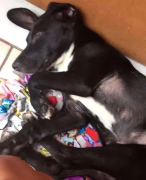Cachorro raça desconhecia idade 7 a 11 meses nome desconhecido