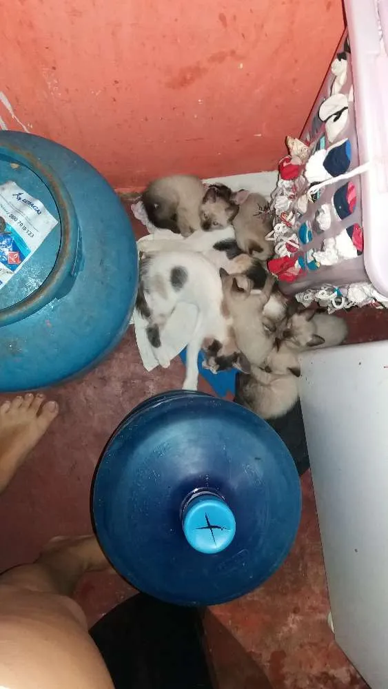 Gato ra a Siamês  idade 2 a 6 meses nome Sem nome