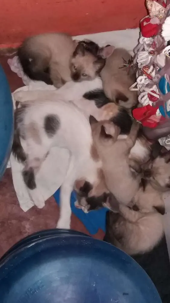 Gato ra a Siamês  idade 2 a 6 meses nome Sem nome