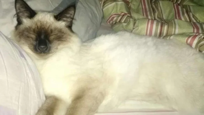 Gato ra a Siamês idade 7 a 11 meses nome Pedrita