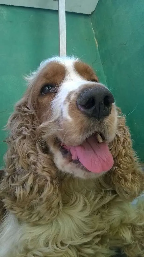 Cachorro ra a cookie idade 4 anos nome Bob