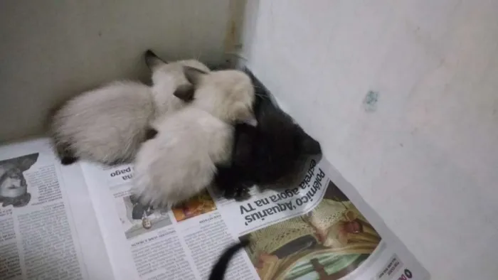 Gato ra a Não definida idade Abaixo de 2 meses nome Gatinhos filhotes