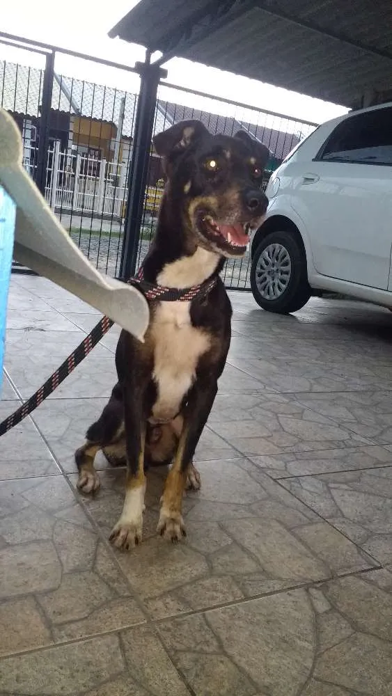 Cachorro ra a Sem raça definida idade 5 anos nome Fredy
