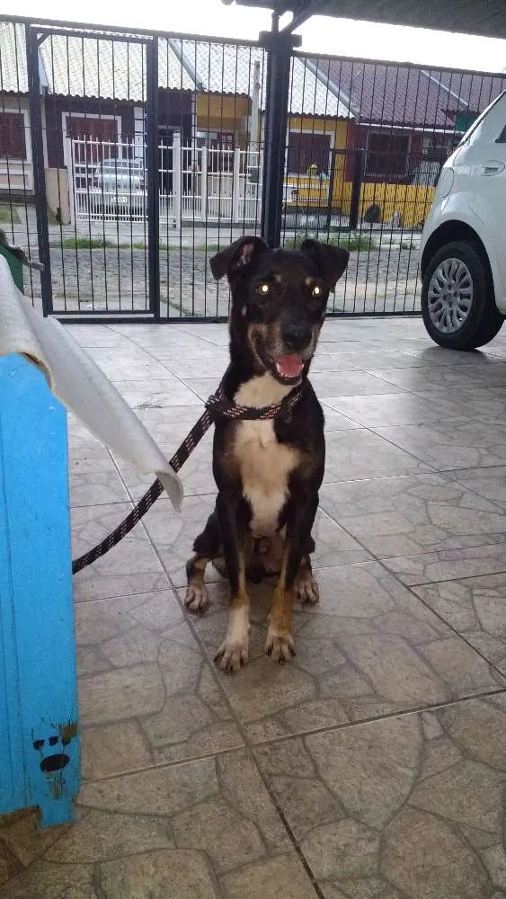 Cachorro ra a Sem raça definida idade 5 anos nome Fredy