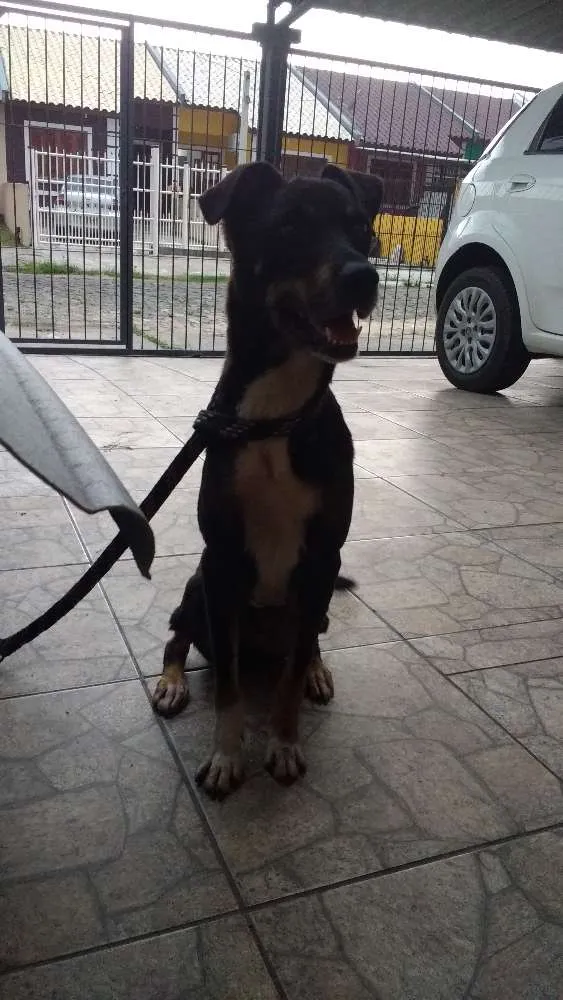 Cachorro ra a Sem raça definida idade 5 anos nome Fredy