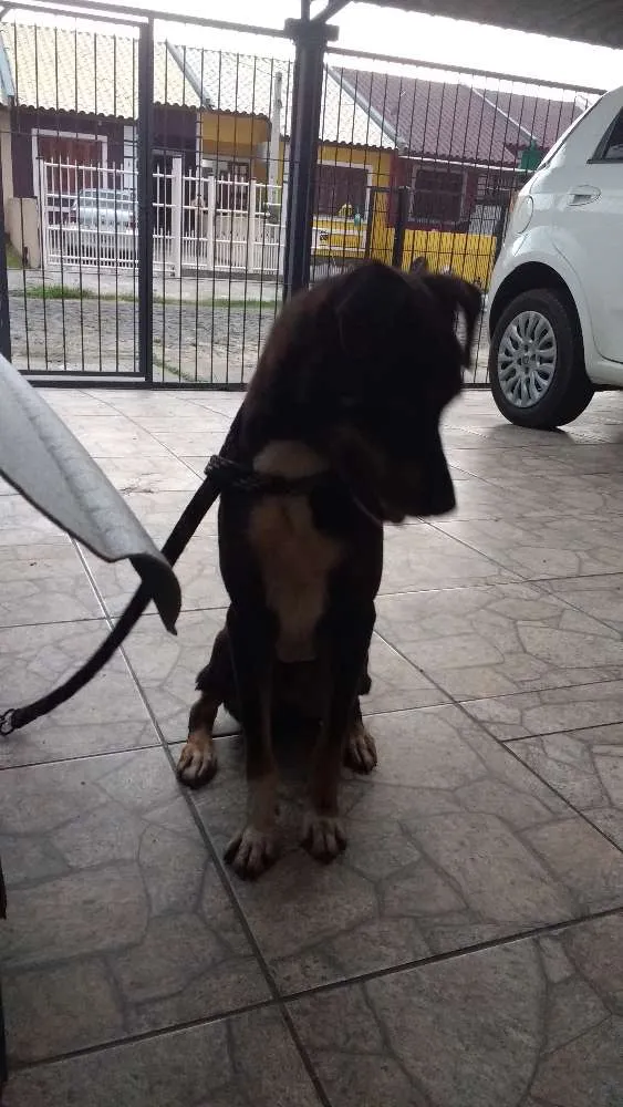 Cachorro ra a Sem raça definida idade 5 anos nome Fredy