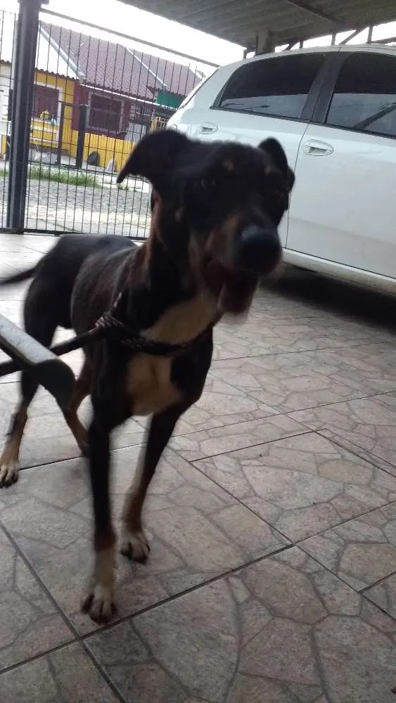 Cachorro ra a Sem raça definida idade 5 anos nome Fredy