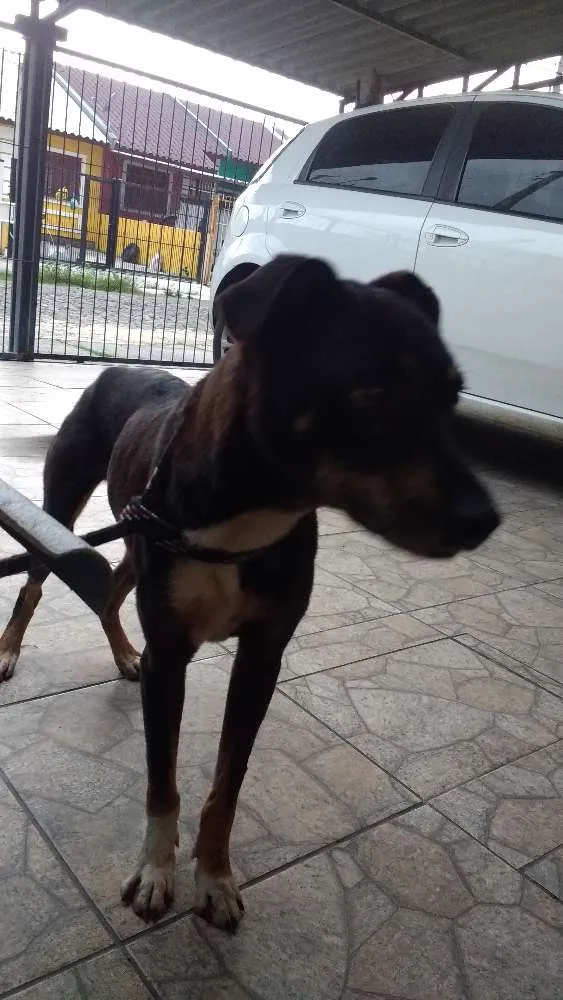 Cachorro ra a Sem raça definida idade 5 anos nome Fredy