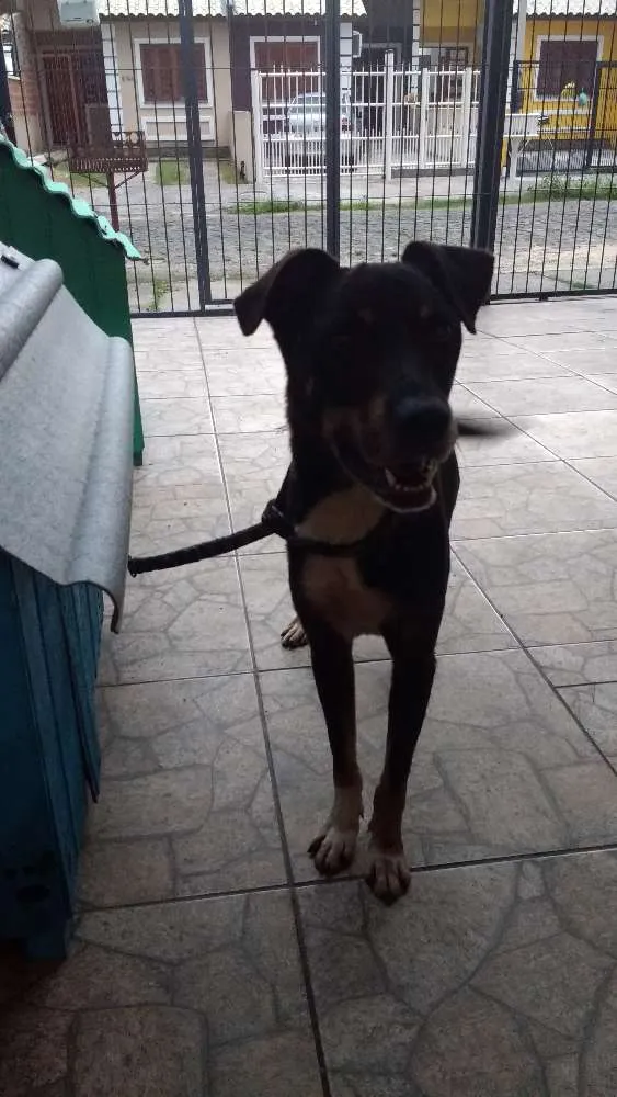 Cachorro ra a Sem raça definida idade 5 anos nome Fredy