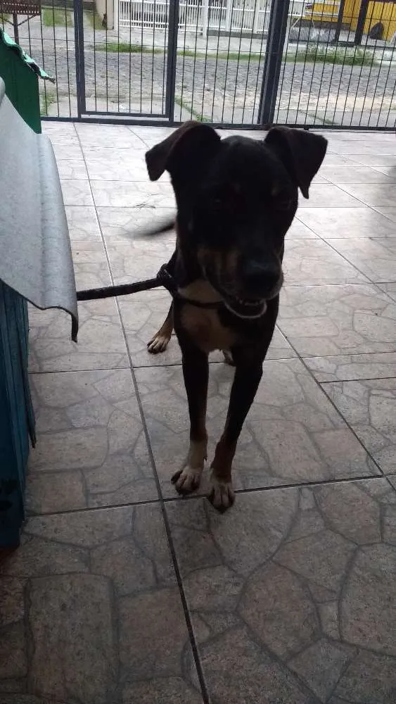 Cachorro ra a Sem raça definida idade 5 anos nome Fredy