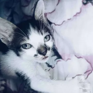 Gato raça vira lata  idade 2 a 6 meses nome Khal