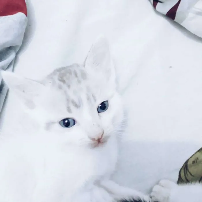 Gato ra a Vira-lata idade 2 a 6 meses nome Lionel 