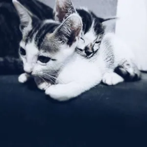 Gato raça VIRA-LATA idade 2 a 6 meses nome LUNA e SOPHIE