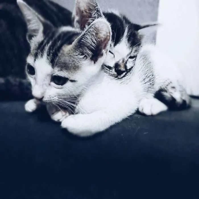 Gato ra a VIRA-LATA idade 2 a 6 meses nome LUNA e SOPHIE