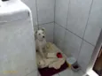 Pipoca