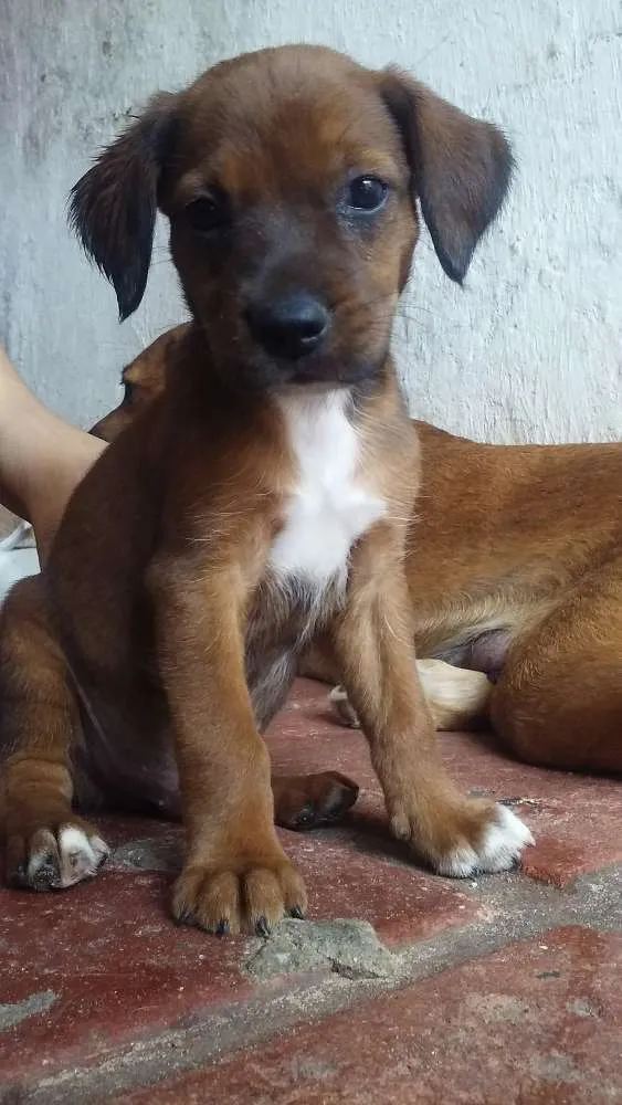 Cachorro ra a Vira lata idade Abaixo de 2 meses nome Sem nome