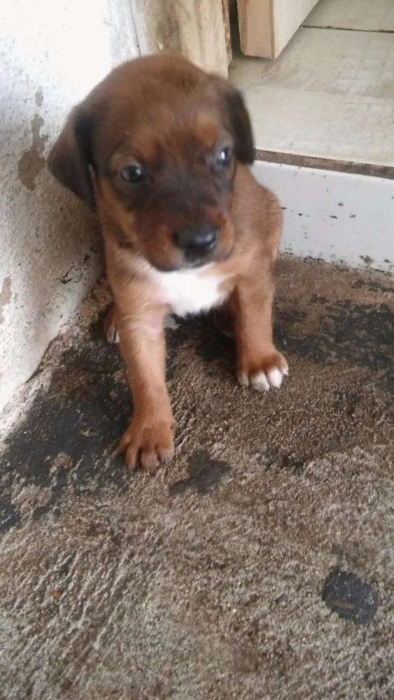 Cachorro ra a Vira lata idade Abaixo de 2 meses nome Sem nome