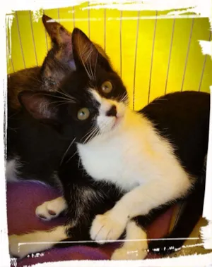 Gato raça Srd idade 2 a 6 meses nome Gatinhos castrados