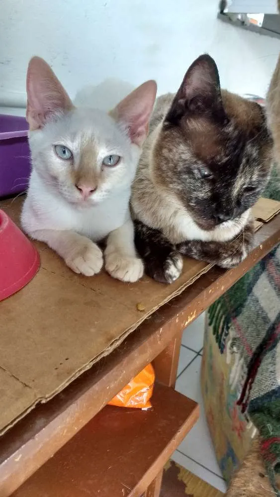 Gato raça Srd idade 2 a 6 meses nome Mamãe e bb