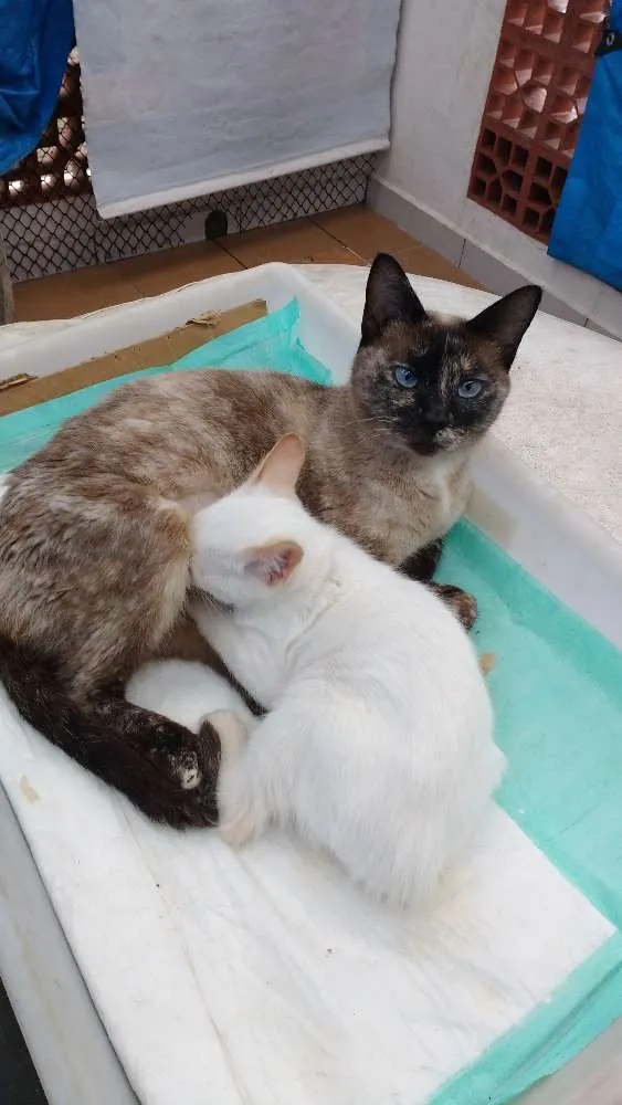 Gato raça Srd idade 2 a 6 meses nome Mamãe e bb