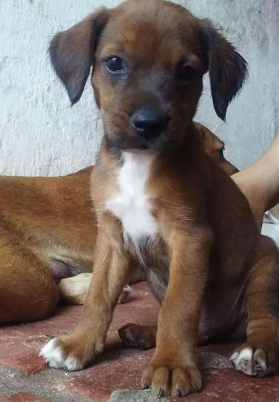 Cachorro ra a Vira lata idade Abaixo de 2 meses nome Sem nome
