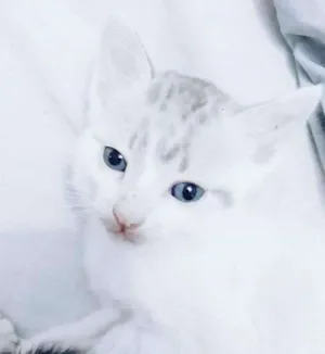 Gato raça Vira-lata idade 2 a 6 meses nome Lionel 