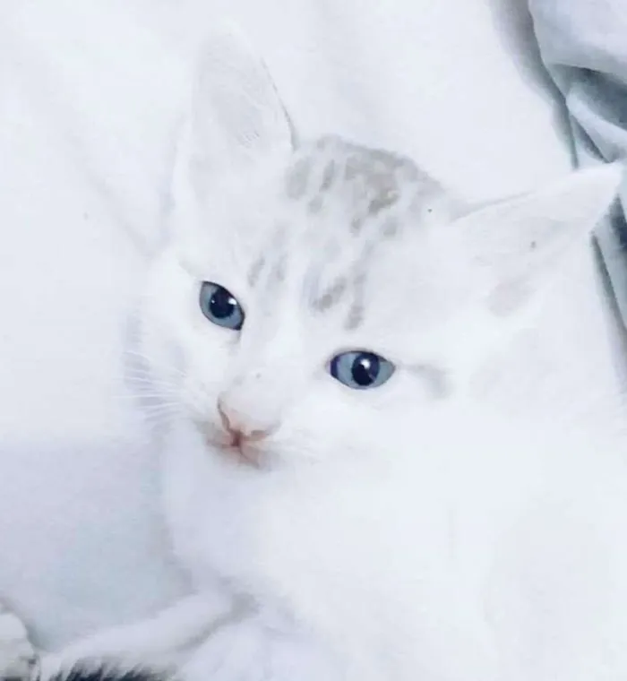 Gato ra a Vira-lata idade 2 a 6 meses nome Lionel 