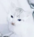 Lionel
