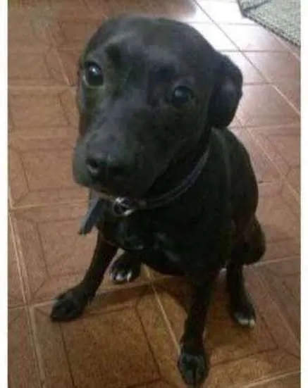 Cachorro ra a Vira Lata idade 3 anos nome Leka