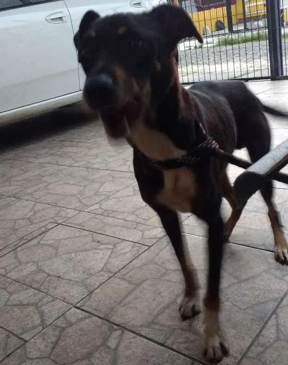 Cachorro ra a Sem raça definida idade 5 anos nome Fredy