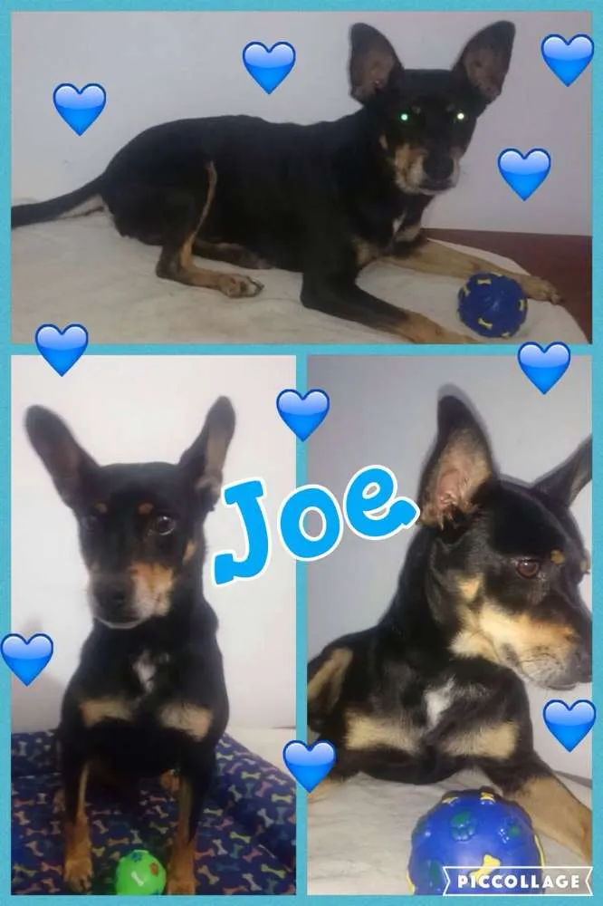 Cachorro ra a SRD idade 3 anos nome JOE!!!