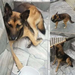 Cachorro raça Pastor Alemão idade 1 ano nome Lara
